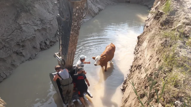 Tokat'ta İtfaiye 3 İneği Göletten Dram Dolu Kurtardı