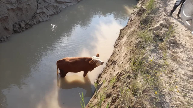 Tokat'ta İtfaiye 3 İneği Göletten Dram Dolu Kurtardı