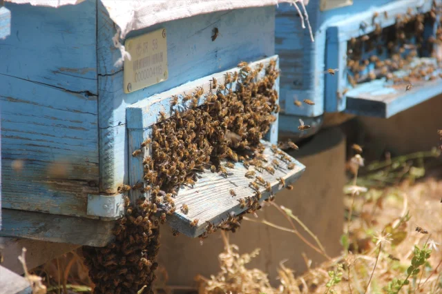 Erken Hasat Zamanında Zara Balı Üreticileri Rekolte Artışıyla Memnun