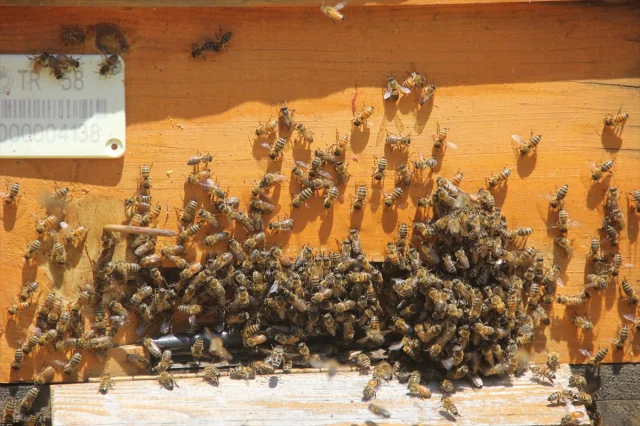 Erken Hasat Zamanında Zara Balı Üreticileri Rekolte Artışıyla Memnun