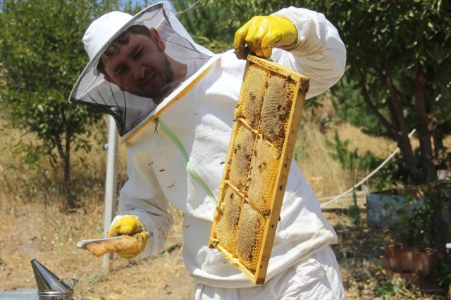 Erken Hasat Zamanında Zara Balı Üreticileri Rekolte Artışıyla Memnun