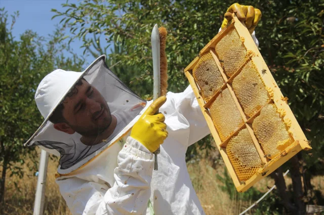 Erken Hasat Zamanında Zara Balı Üreticileri Rekolte Artışıyla Memnun