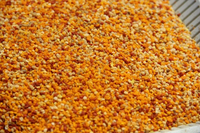 Erken Hasat Zamanında Zara Balı Üreticileri Rekolte Artışıyla Memnun