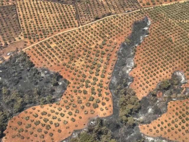 Çanakkale'deki Yangının Ardından Ormanlık Alanlar Yeniden Yapılandırılacak