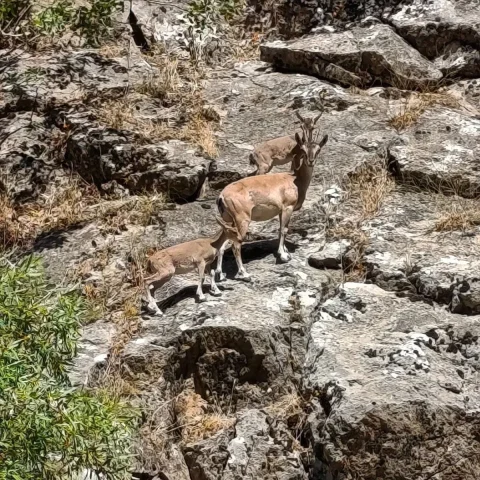 Siirt'te Piknik Yapanlar Dağ Keçilerini Görüntüledi