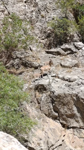 Siirt'te Piknik Yapanlar Dağ Keçilerini Görüntüledi