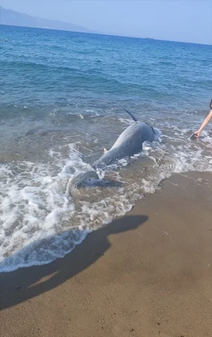 Bodrum Sahilinde Ölü Yunus Gizemi