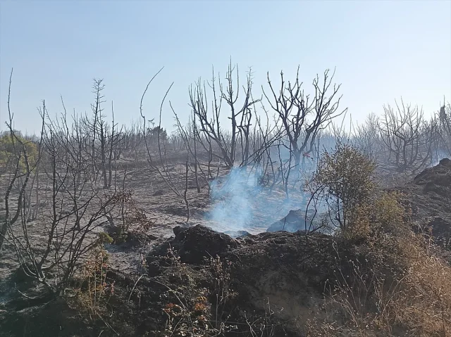 Tekirdağ'da Makilik Yangın Kısa Sürede Kontrol Altına Alındı