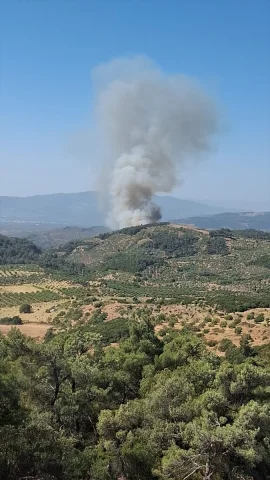 Aydın'ın Germencik İlçesinde Orman Yangını Kontrol Altına Al...