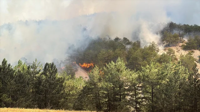 Bolu'da Orman Yangını: Ekiple Seferberlik Sürüyor