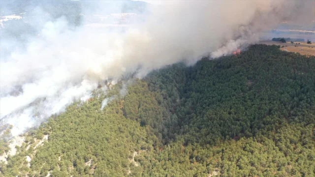 Bolu'da Orman Yangını: Ekiple Seferberlik Sürüyor