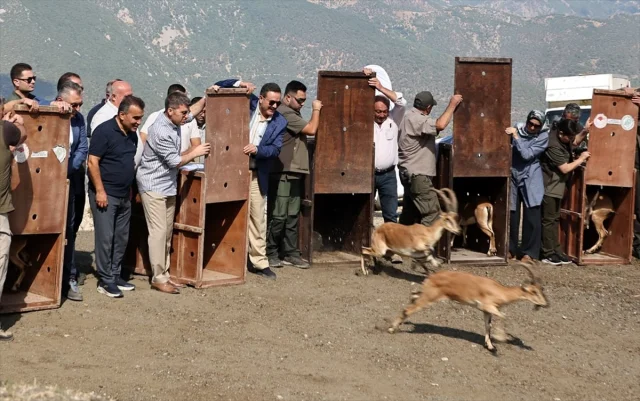 Amasya'nın Doğasına 5 Yaban Keçisi Yeniden Kavuştu