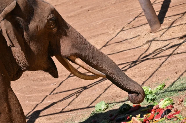 Tüm Dünyanın Gözdesi Tüp Bebek Fil Gabi İçin Özel Kutlama