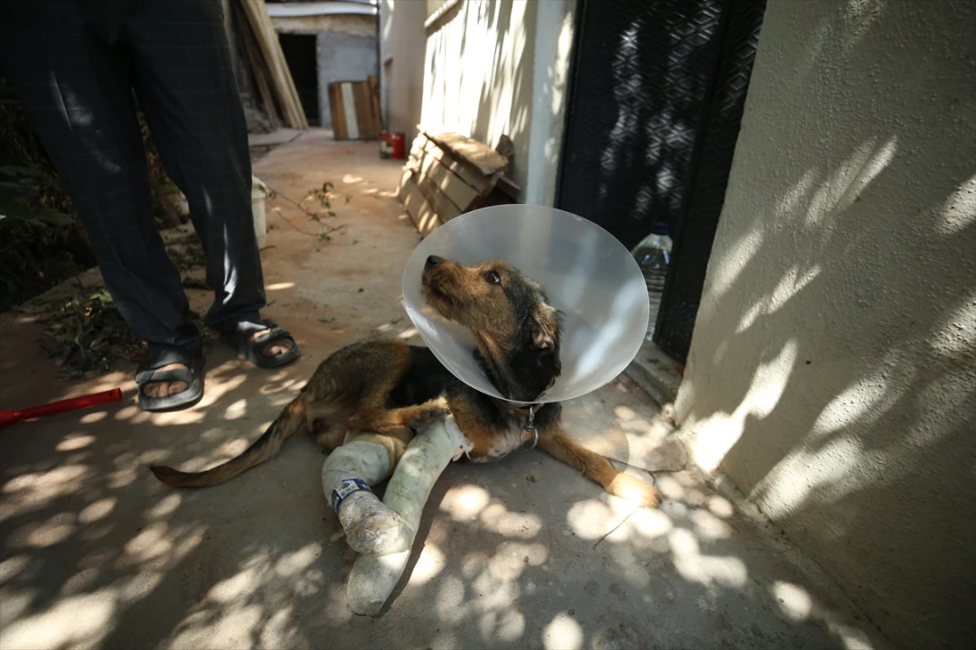 Balıkesir Sındırgı'daki Depremde Yaralanan Köpek Ateş İçin Hayat Kurtarma Operasyonu