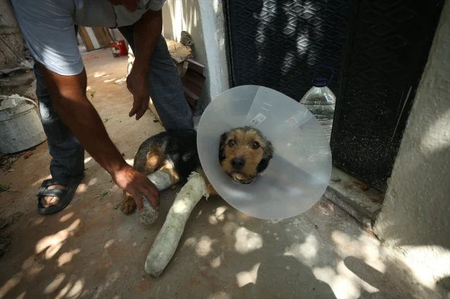 Balıkesir Sındırgı'daki Depremde Yaralanan Köpek Ateş İçin Hayat Kurtarma Operasyonu