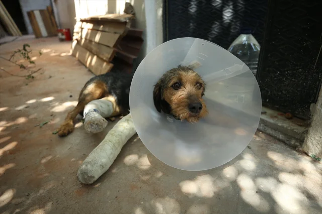 Balıkesir Sındırgı'daki Depremde Yaralanan Köpek Ateş İçin Hayat Kurtarma Operasyonu