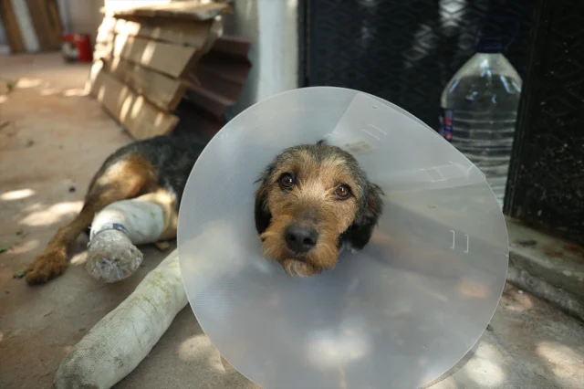Balıkesir Sındırgı'daki Depremde Yaralanan Köpek Ateş İçin Hayat Kurtarma Operasyonu