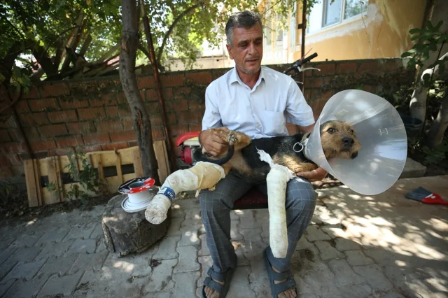 Balıkesir Sındırgı'daki Depremde Yaralanan Köpek Ateş İçin Hayat Kurtarma Operasyonu
