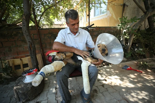 Balıkesir Sındırgı'daki Depremde Yaralanan Köpek Ateş İçin Hayat Kurtarma Operasyonu