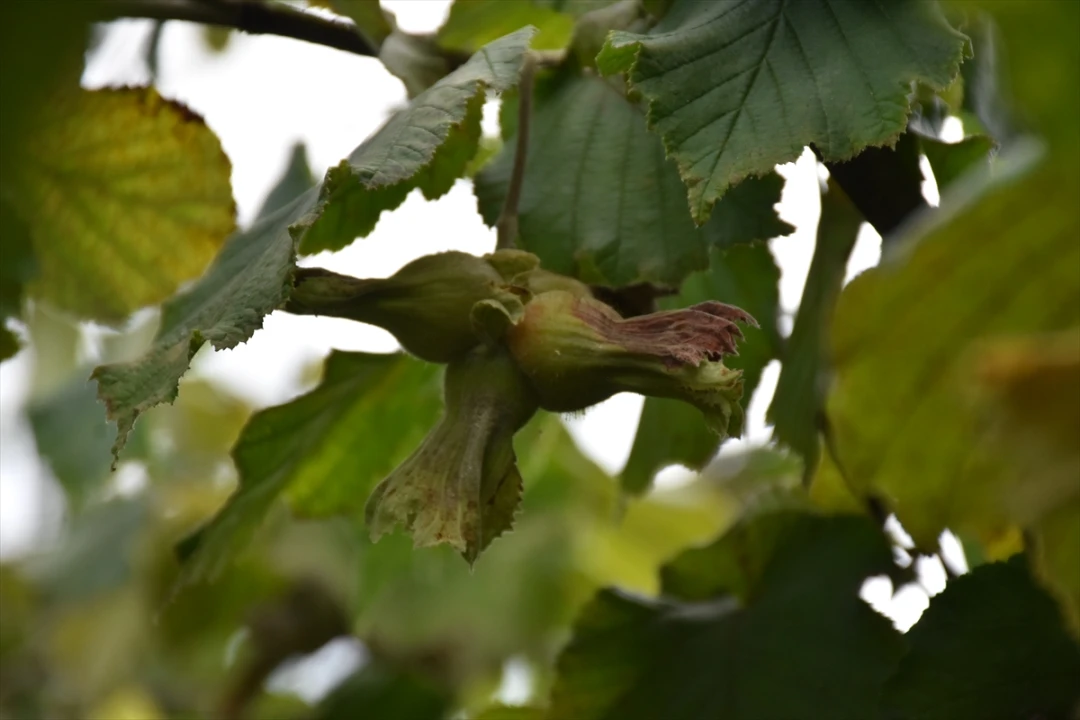 Trabzon'da Dünya Fındık Haftası Renkli Etkinliklerle Kutlandı