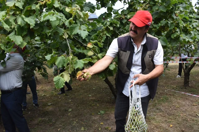 Trabzon'da Dünya Fındık Haftası Renkli Etkinliklerle Kutlandı