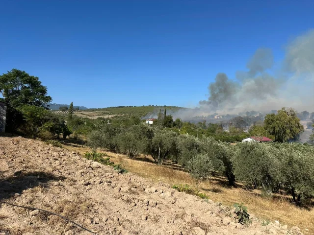 Osmaniye'de Zeytinlik Yangınına Hızla Müdahale Ediliyor