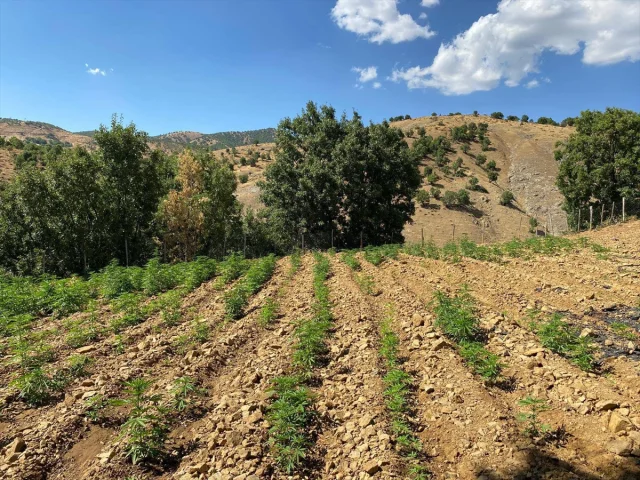 Bingöl'de Uyuşturucu Operasyonu: 10 Binden Fazla Bitki Ele G...