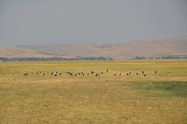 Leylekler Muş Ovası'ndan Afrika'ya Göç Hazırlığında