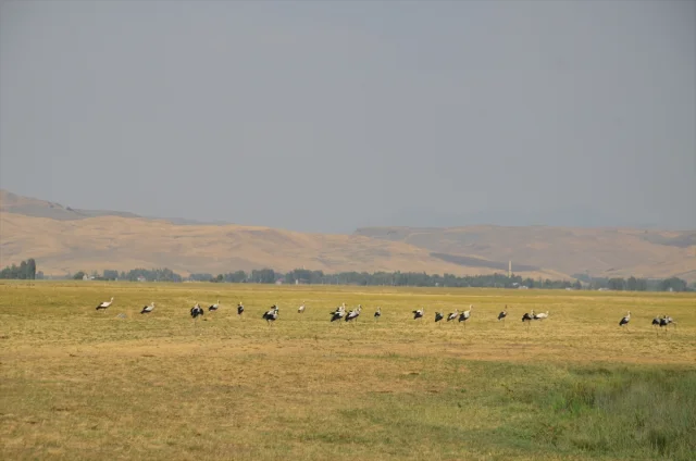 Leylekler Muş Ovası'ndan Afrika'ya Göç Hazırlığında