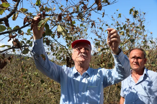 Fındık Üretiminde Kriz: Bayraktar'dan Sulama Uyarısı