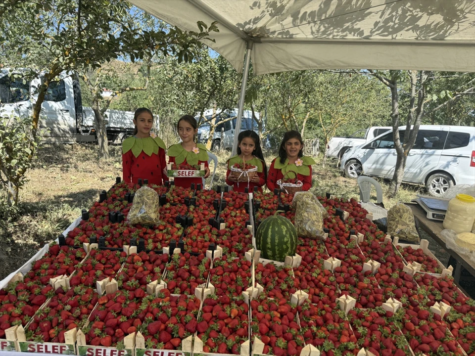 Alaçam'da Çilek Festivali Coşkusu Üretim Hedeflerini Büyütüyor