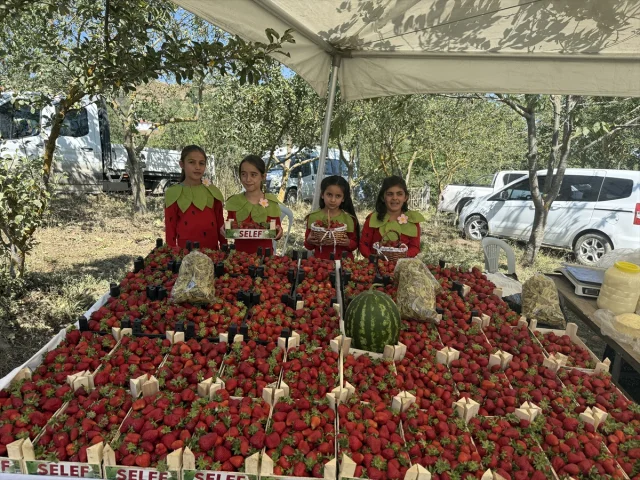 Alaçam'da Çilek Festivali Coşkusu Üretim Hedeflerini Büyütüy...