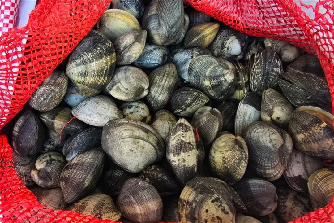 Edirne'de Kaçak Kum Midyesi Avcılarına Büyük Ceza