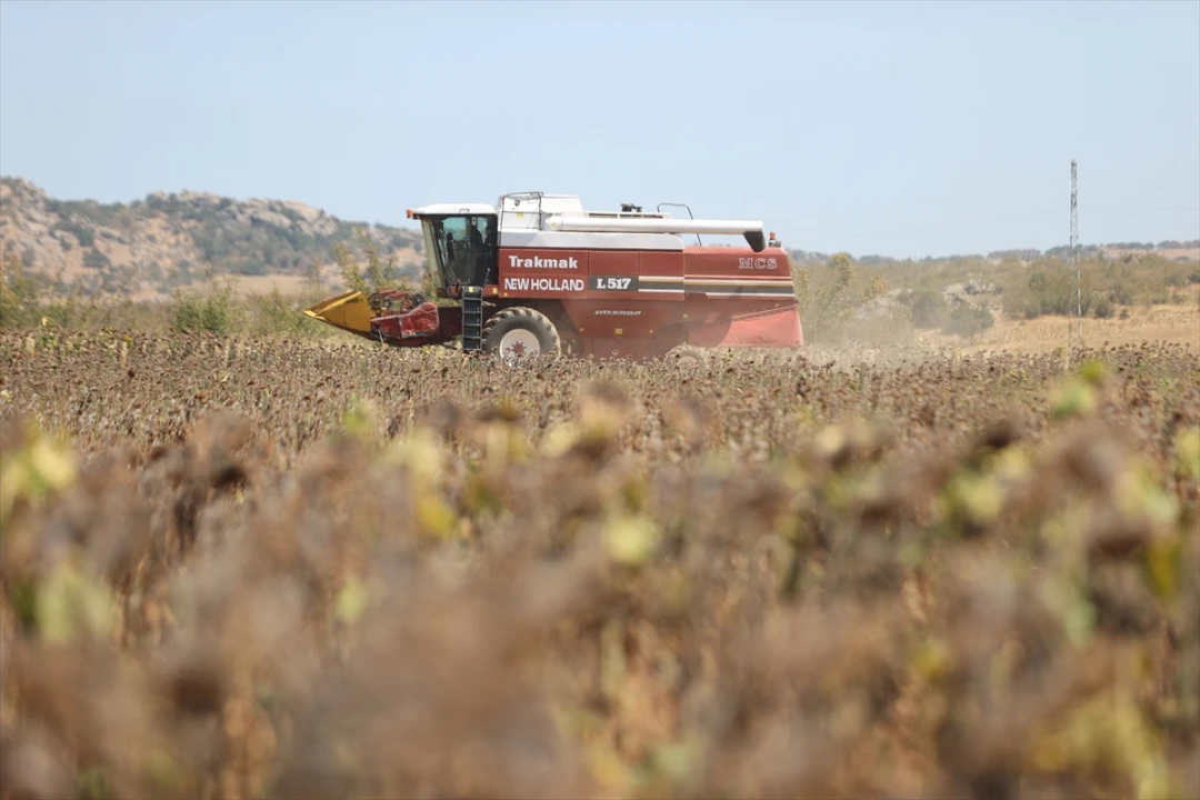 Trakya'da İklim Değişikliği Ayçiçeği Hasadını Erken Başlattı
