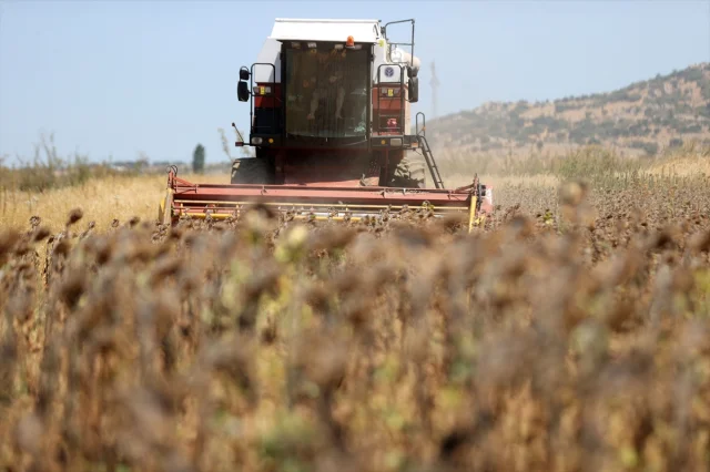 Trakya'da İklim Değişikliği Ayçiçeği Hasadını Erken Başlattı