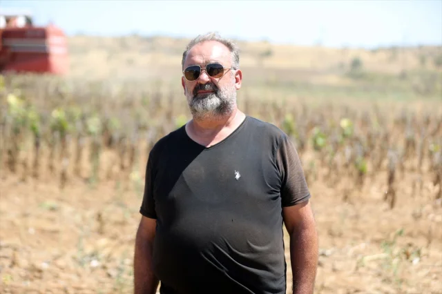 Trakya'da İklim Değişikliği Ayçiçeği Hasadını Erken Başlattı