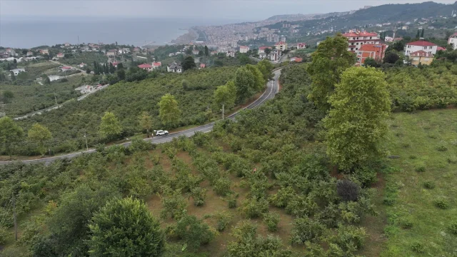 Trabzon'da Kahverengi Kokarcaya Karşı Yoğun Mücadele
