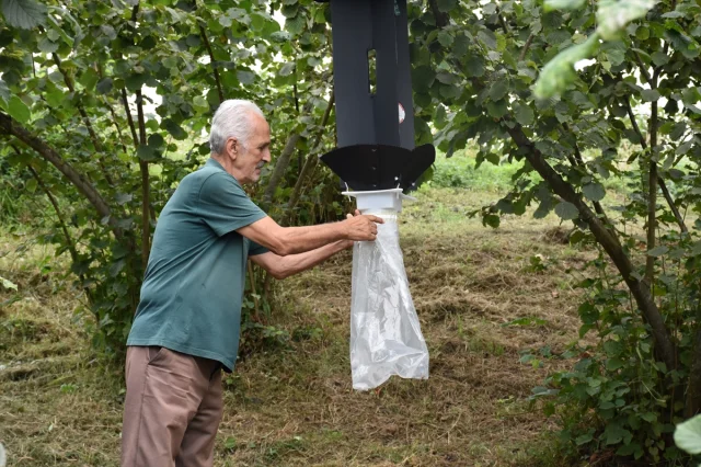 Trabzon'da Kahverengi Kokarcaya Karşı Yoğun Mücadele