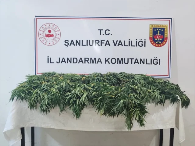 Şanlıurfa'da Uyuşturucu Operasyonu Başarıyla Tamamlandı