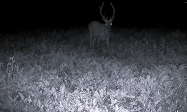 Bilecik'te Fotokapanla Doğanın Gizli Dünyası Ortaya Çıktı