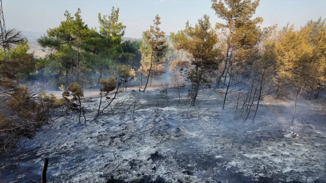 Manisa'daki Orman Yangınında Mücadelenin Perde Arkası