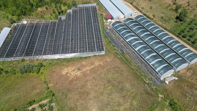 Isparta Ahududu Üretiminde Türkiye'ye Öncülük Ediyor