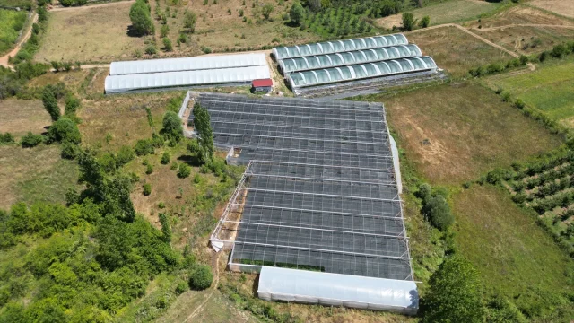Isparta Ahududu Üretiminde Türkiye'ye Öncülük Ediyor