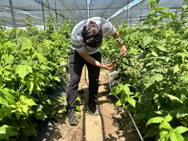 Isparta Ahududu Üretiminde Türkiye'ye Öncülük Ediyor