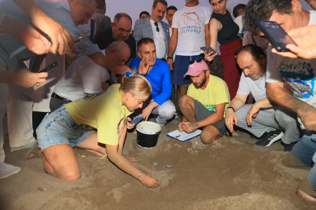 İztuzu Sahili'ndeki Caretta Caretta Yuvaları Rekor Kırdı