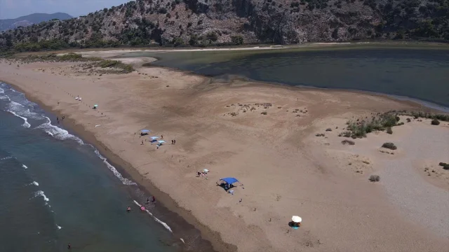 İztuzu Sahili'ndeki Caretta Caretta Yuvaları Rekor Kırdı