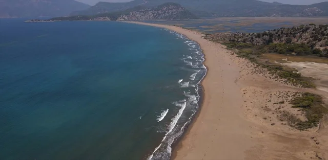İztuzu Sahili'ndeki Caretta Caretta Yuvaları Rekor Kırdı