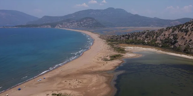 İztuzu Sahili'ndeki Caretta Caretta Yuvaları Rekor Kırdı