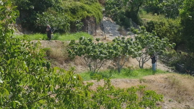 Mersin'in İncir Hasadında Bereket Dolu Yıl: Çiftçilerin Yüzü Gülüyor