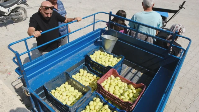 Mersin'in İncir Hasadında Bereket Dolu Yıl: Çiftçilerin Yüzü Gülüyor